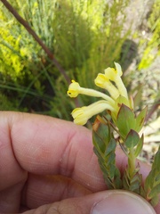 Gnidia oppositifolia