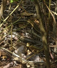 Psammophis orientalis