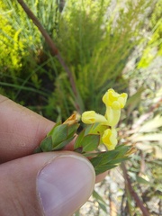 Gnidia oppositifolia
