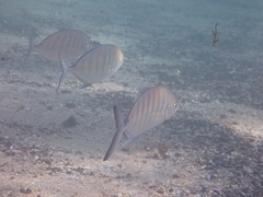 Ferdauia ferdau