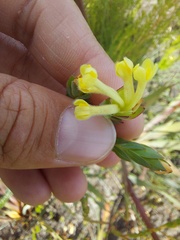 Gnidia oppositifolia