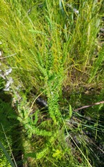 Erica perspicua