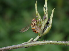 Episyrphus balteatus