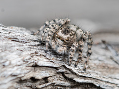 Aelurillus dubatolovi