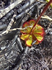 Drosera admirabilis