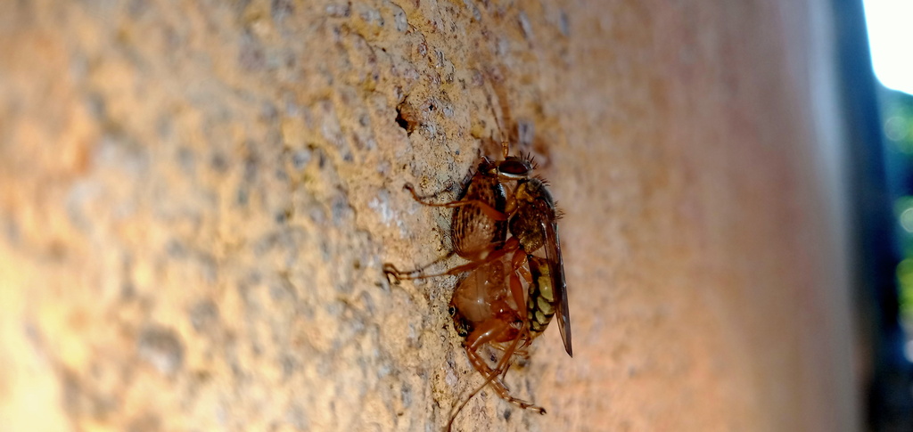 Jonaki Insect Machaerothrix johni from Warakapola, Sri Lanka on February 11, 2023 at ...