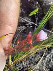Drosera admirabilis
