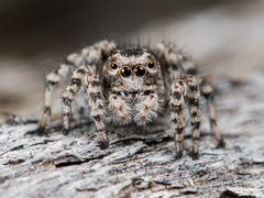 Aelurillus dubatolovi