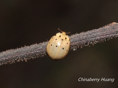 Harmonia sedecimnotata