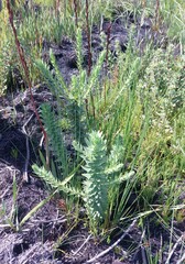 Osmitopsis asteriscoides