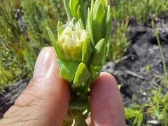 Osmitopsis asteriscoides