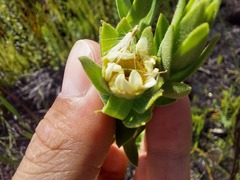 Osmitopsis asteriscoides