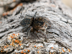 Aelurillus dubatolovi