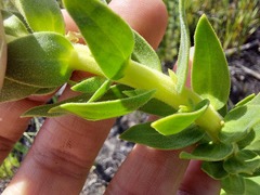 Osmitopsis asteriscoides