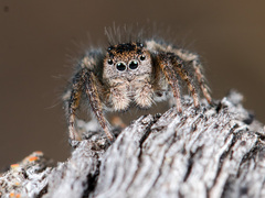 Aelurillus dubatolovi