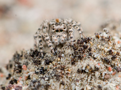 Aelurillus dubatolovi