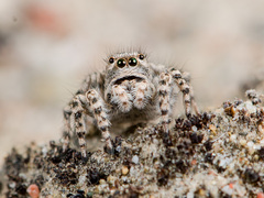 Aelurillus dubatolovi