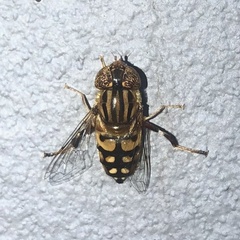 Eristalinus punctulatus