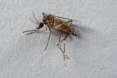 Stegomyia