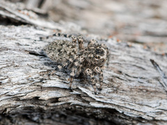 Aelurillus dubatolovi