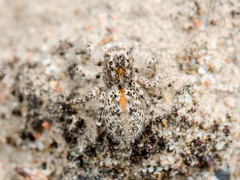 Aelurillus dubatolovi