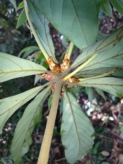 Actinodaphne bourdillonii