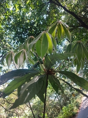Actinodaphne bourdillonii