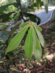 Actinodaphne bourdillonii