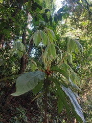 Actinodaphne bourdillonii