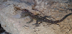 Cnemaspis kandiana