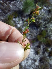 Erica axillaris
