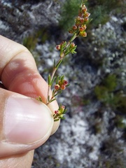 Erica axillaris