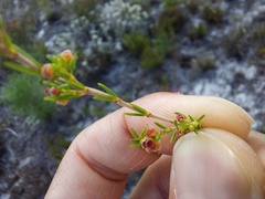 Erica axillaris