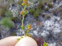 Erica axillaris