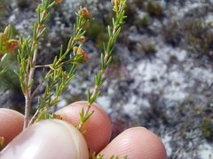 Erica axillaris