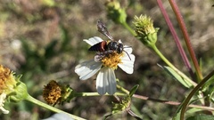 Coelioxys slossoni slossoni