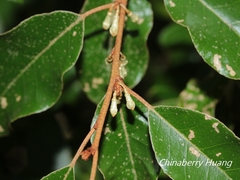 Elaeagnus glabra