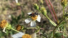 Coelioxys slossoni slossoni
