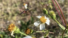 Coelioxys slossoni slossoni