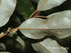 Elaeagnus glabra