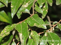 Elaeagnus glabra