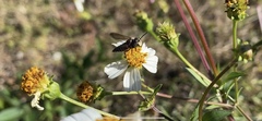 Coelioxys slossoni slossoni