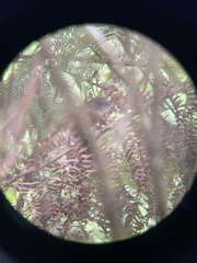 Pachycephala olivacea