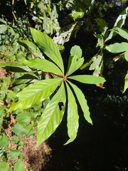 Actinodaphne bourdillonii