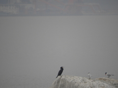 Phalacrocorax carbo sinensis