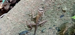 Otocryptis wiegmanni