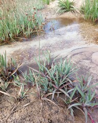 Juncus lomatophyllus