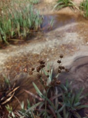Juncus lomatophyllus