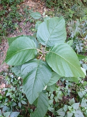 Callicarpa tomentosa