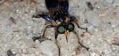 Laphriini